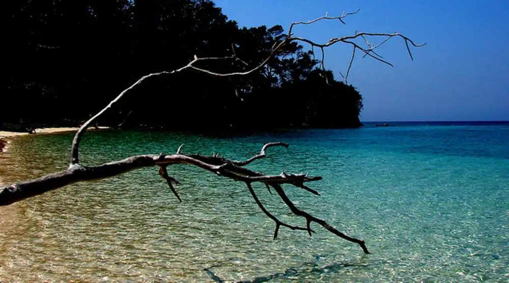 Wildlife Encounters in Andaman: Mangroves, Birds & Endangered Species