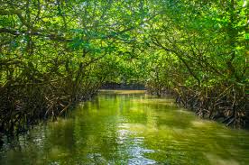 Baratang Island, Port Blair: How To ...
